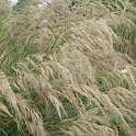 Stipa calamagrostis fleur